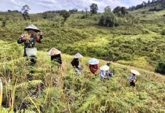 Panen raya padi di perbatasan 