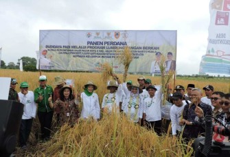 Panen Perdana di Desa Percontohan Barito Kuala Provinsi Kalimantan Selatan, Kamis (3/8)