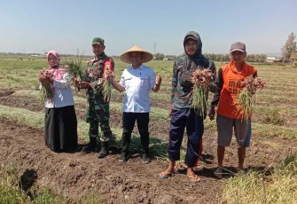 Koptu Sunardi bantu panen petani bawang di desa binaan, Jum'at (18/8)