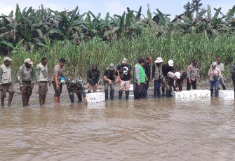 Pelepasliaran Satwa Liar Endemik Papua (Kura-Kura Moncong Babi)