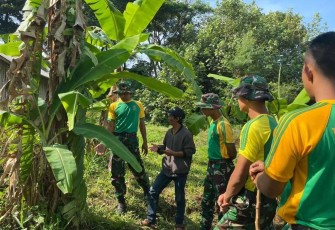 Transfer of Technology Pengembangan Budidaya Pisang Cavendish
