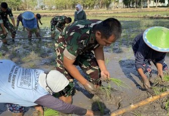 Danyonarmed 12 Kostrad Mayor Arm Tulus Widodo saat tanam padi, Senin (28/8)