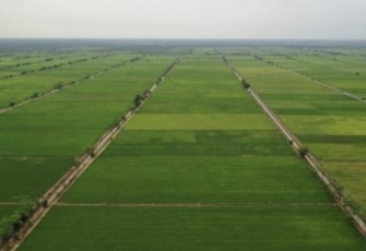 Ilustrasi lahan food estate 