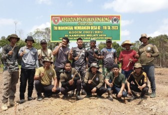 Satgas TMMD Ke-118 Kodim 0902/Berau Tanam Singkong dan Jagung