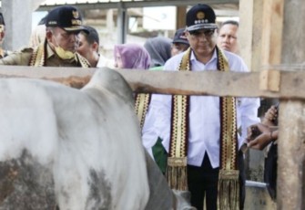 Wamentan RI Harvick Hasnul Qolbi saat meninjau ternak sapi di Lampung Selatan, Selasa (12/12)