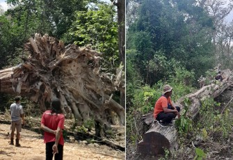 Pohon jati raksasa yang berada di wilayah hutan Gubug Payung Perhutani KPH Cepu saat dievakuasi dari lokasi untuk dipajang di Taman Budaya Cepu.