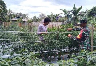 Babinsa Koramil 07/Mapurujaya saat Laksanakan Pendampingan Kepada Petani Cabai