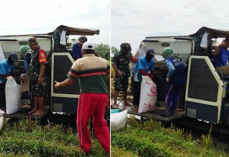 Babinsa Serda Zainul Anwar saat Lakukan Pendampingan Panen Padi