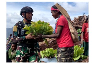 Satgas Pamtas Mobile Yonif 330/Tri Dharma mengajak masyarakat Intan Jaya melaksanakan panen raya Sawi Putih di lahan yang dikelola oleh personel Satgas Yonif 330 di Pos Bilogai, pada Kamis (14/12/2023)