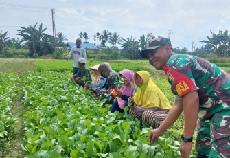 Babinsa Koramil 1710-02/Timika Membantu Petani Menggarap Lahan di Wilayah Binaan