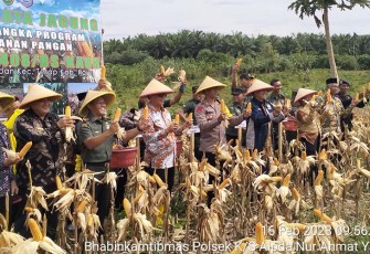 Kapolres Kaur Hadiri Panen Raya Jagung Hanpangan Kodim 0408 BS-Kaur