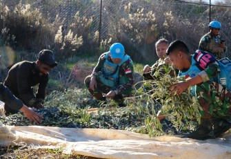 Staf Cimic Satgas Indobat XXIII-R Laksanakan Panen Raya Zaitun Bersama Masyarakat Lebanon Selatan