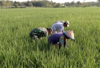 Babinsa Sareng Bantu Petani Kendalikan Gulma Tanaman Padi