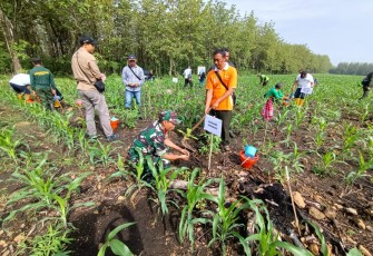 Anggota Koramil Gemarang Bersama Pihak Terkait Laksanakan Program Ketahanan Pangan dengan Sistem Tumpang Sari