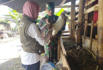 Koramil 15/Kartoharjo Serma Misran Bersama Bhabinkamtibmas mendampingi petugas dari Dinas Ketahanan Pangan dan Peternakan (DKPP) Kota Madiun melakukan vaksinasi terhadap hewan ternak, Kamis (7/3/2024)