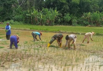 Babinsa Koramil 04/Tanta Serka Yoliyonoto melaksanakan kegiatan pendampingan petani menanam padi di wilayah binaannya, di Desa Murung Baru, Kecamatan Tanta, Rabu (31/01)