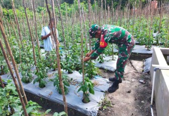 Serka Samosir bantu perawatan petani cabe di wilayah binaannya