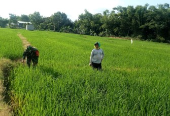 Siangi rumput persawahan warga binaan