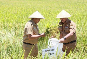 Pj Gubernur Jateng Nana Sudjana saat panen padi di Kabupaten Purworejo, Senin (26/2)