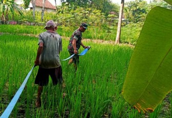 Alirkan air pompanisasi di sawah petani warga binaan 