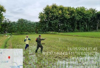 Pemupukan tanaman padi warga binaan 