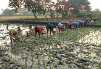 Bantu tanam padi warga binaan 
