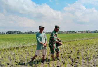 Pemupukan tanaman petani wilayah desa binaan 