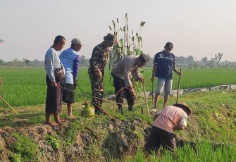 Gropyokan tikus di wilayah desa binaan, Jum'at (7/6)