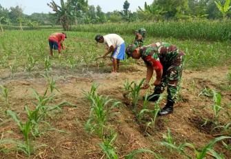 Pendampingan petani wilayah desa binaan 