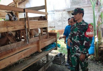 Pendampingan peternak kambing wilayah desa binaan 