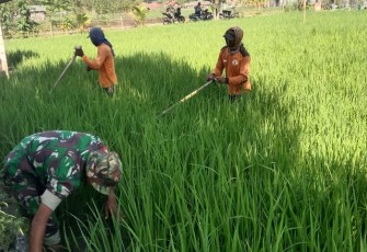 Penyiangan gulma persawahan wilayah desa binaan 
