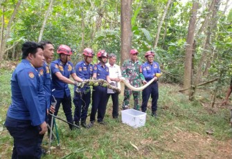 Penangkapan ular piton di wilayah desa binaan 
