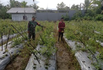 Babinsa Koramil 1710-03/Kuala Kencana Kopda Arif Teguh Memotivasi Petani Cabai