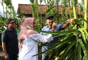 SeskemenkopUKM Arif Rahman Hakim saat meninjau poktan buah naga