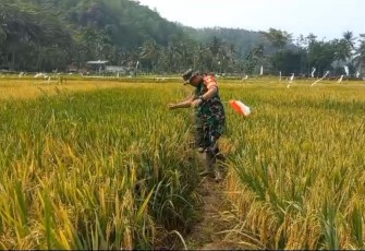 Penyiangan gulma persawahan wilayah desa binaan 
