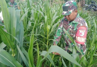 Bantu merawat tanaman jagung petani desa binaan 