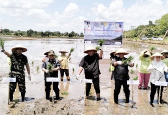 Tanam Padi Perdana di Kabupaten Pulang Pisau, Provinsi Kalimantan Tengah
