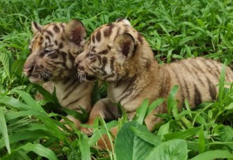 Bayi Harimau Benggala Koleksi Solo Safari