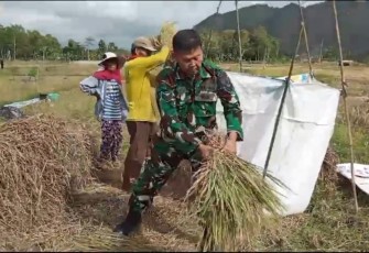 Babinsa Koramil 0806-03 Durenan saat Bantu Petani Geblok Padi