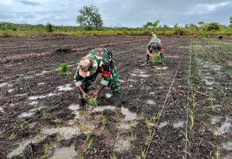 Sukseskan Program Ketahanan Pangan Babinsa Koramil 03/Kuala Kencana Bantu Petani Tanam Padi