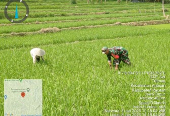 Babinsa Koramil 0801/03 Arjosari Lakukan Penyiangan Padi