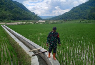 Babinsa Koramil 0801/03 Arjosari Melakukan Cek Irigasi Sawah
