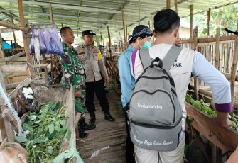 Babinsa Desa Lembah Bersama Dinas Ketahanan Pangan dan Peternakan Lakukan Monev Ternak Kambing