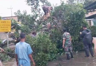 Babinsa Koramil 0801/03 Arjosari Bersihkan Pohon Tumbang