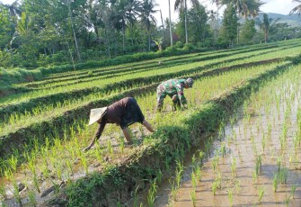 Babinsa Kodim Ponorogo Bantu Petani Penyiangan Tanaman Padi