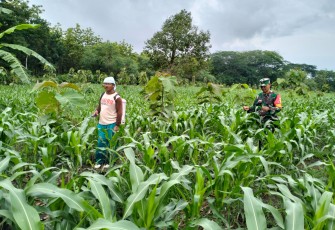 Pendampingan Ketahanan Pangan oleh Babinsa Desa Duren dari Koramil Tipe B 0803/10 Pilangkenceng, Serka Purwanto.