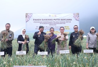 Panen bawang putih bersama dalam program kemitraan pelaku usaha impor, di lahan pertanian Dusun Pancot, Kecamatan Tawangmangu, Karanganyar, pada Kamis (18/9/2025)