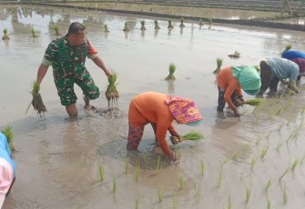 Babinsa Kodim Ponorogo Bantu Tanam Padi