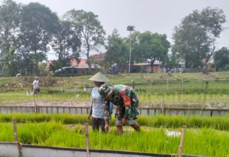 Babinsa Desa Pojok, Serda Yudi Riyanto saat Dampingi Petani Siapkan Bibit Padi