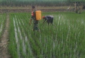 Babinsa Kodim Ponorogo Bantu Petani Semprot Hama Tanaman Padi